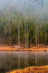 Trees Reflected in a Small Lake In Yellowstone National Park