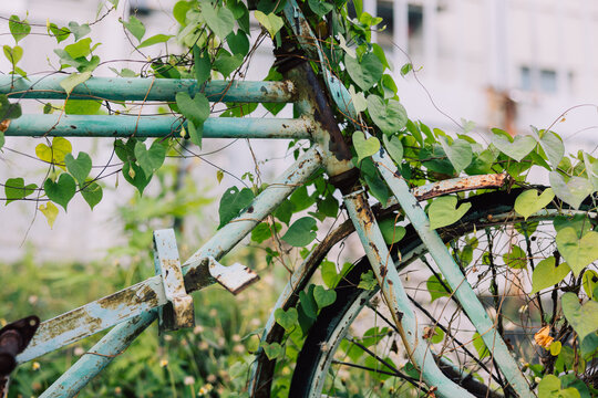  ivy covered bicycle