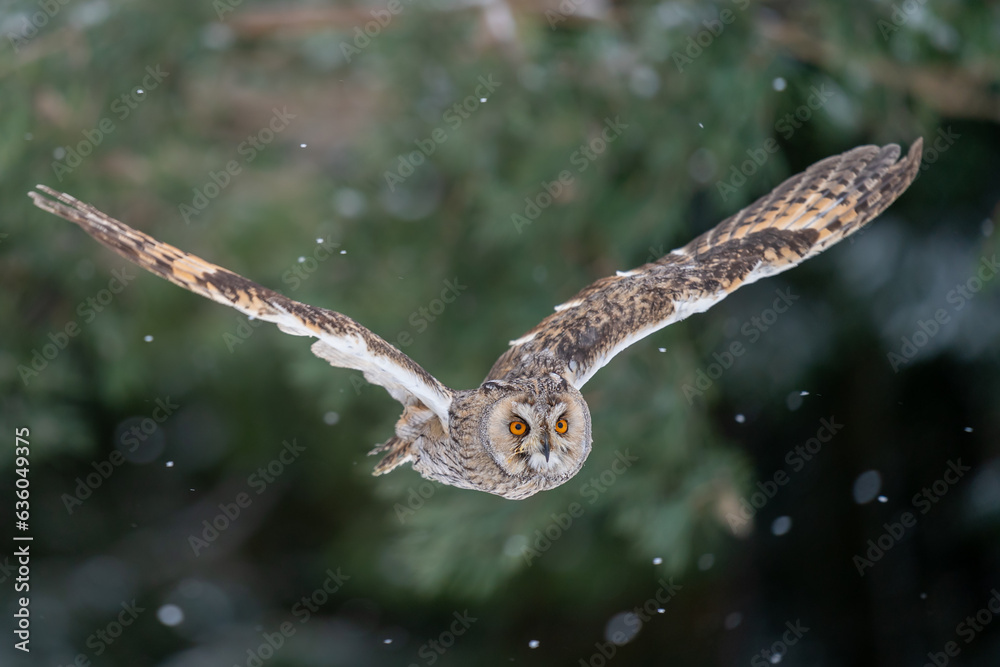 Fototapete Long-eared owl flying direct to the camera in cold snowing winter forest. Frozen motion of bird flight.