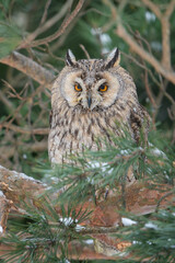 Curious long-eared owl hidden between coniferous tree branches. Highly focus raptor in wild nature forest.