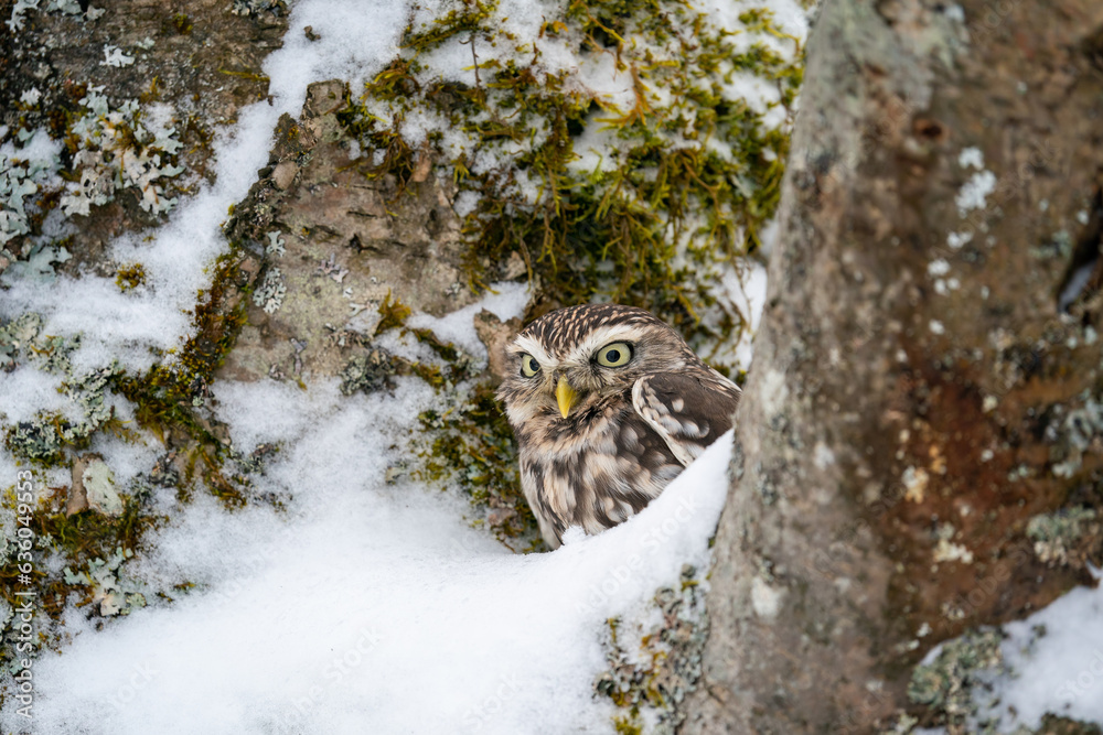Aufkleber curious little owl hidden in snowy. natural owl habitat with using mimicry to hide. athene noctua