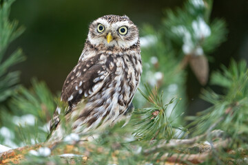 Llittle owl standing on the branches of a coniferous tree. Winter wildlife photo with a small owl. Athene noctua
