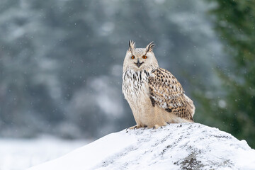 Shouting siberian Eagle Owl flying from right to the left. Closeup photo of the owl with spread wings. Animal winter theme. Bubo bubo sibircus. - obrazy, fototapety, plakaty