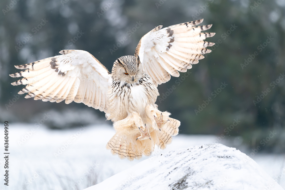 Aufkleber siberian eagle owl landing down to rock with forest in the background. landing touch down with widel