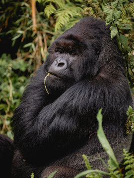 Gorilla