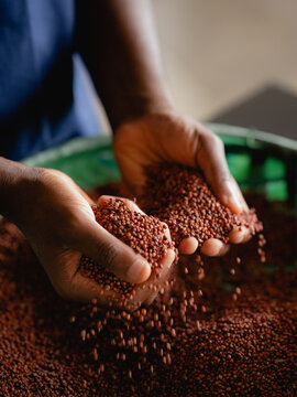 Sorghum grain