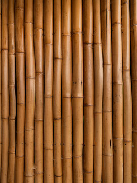 Bamboo wall 
