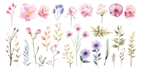 Watercolor flowers set for illustration. Minimalist illustrator. Flowers collection. On white background.