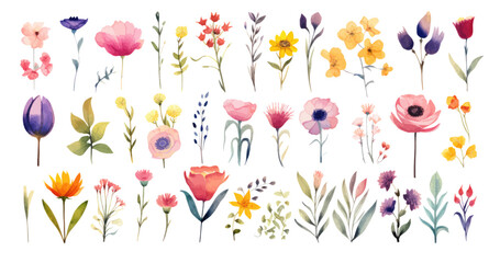 Watercolor flowers set for illustration. Minimalist illustrator. Flowers collection. On white background.