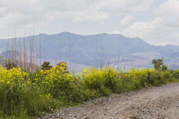 Trialeti (Caucasus) mountain landscape with yellow wild agrimony flowers (Agrimonia eupatoria) in the foreground seen from dangerous M-20 dirt gravel road to Tskhratskaro Pass, Georgia.