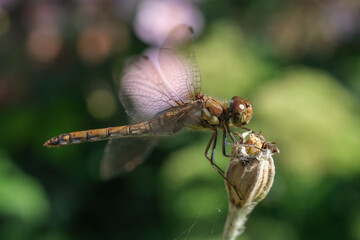 Close up of dragonfly with blurred background