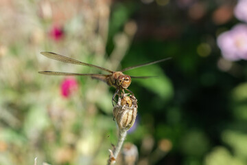 Close up of dragonfly with blurred background