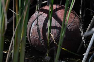 Broken and Tossed Out Basketball Left in Between the Reeds of the Pond