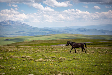 Fototapeta na wymiar Kabarda horse, Caucasian breed horse, galoping through the grasslands of Javakheti Plateau with ancient dormant volcanoes and mountains in the background, Tskhratskaro Pass, Georgia.