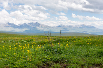 Yellow wild agrimony flowers (Agrimonia eupatoria) on a mountain meadow of Javakheti Plateau with...