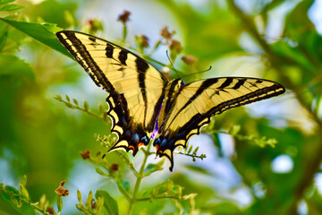 Pretty yellow, black and blue swallowtail butterfly flying