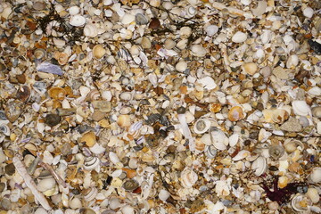 Muschelschalen
