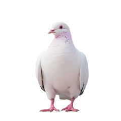 Close up shot of a domestic white pigeon in a cloudy sky