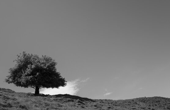 Black and white photo of a single tree in a mountain 