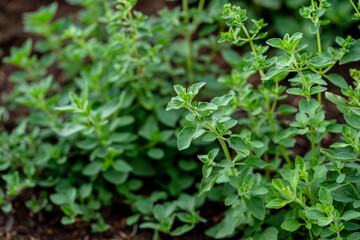 Thyme herb growing in garden. Aromatic seasoning cooking ingredient. Thyme herb growing in garden. Organic herbs green thyme plant.