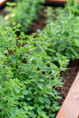 Thyme herb growing in garden. Aromatic seasoning cooking ingredient. Thyme herb growing in garden. Organic herbs green thyme plant.