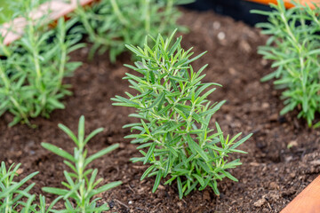 Fresh rosemary herb grows in the garden, rosemary plant in pot in the natural herb farm nursery plant garden, little fresh rosemary herb is growing in a flower pot outdoors