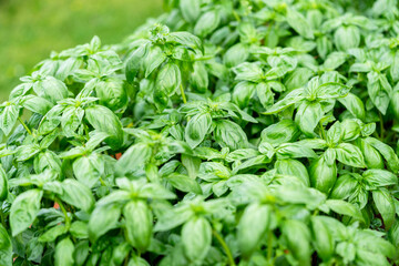 Fresh basil. Green basil leaves. Food background. Organic basil plant. Basil (Ocimum basilicum) is a tender plant, and is used in cuisines worldwide. 