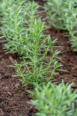 Fresh rosemary herb grows in the garden, rosemary plant in pot in the natural herb farm nursery plant garden, little fresh rosemary herb is growing in a flower pot outdoors