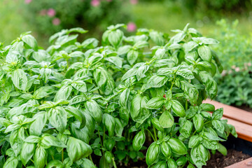 Fresh basil. Green basil leaves. Food background. Organic basil plant. Basil (Ocimum basilicum) is a tender plant, and is used in cuisines worldwide. 