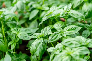Fresh basil. Green basil leaves. Food background. Organic basil plant. Basil (Ocimum basilicum) is a tender plant, and is used in cuisines worldwide. 