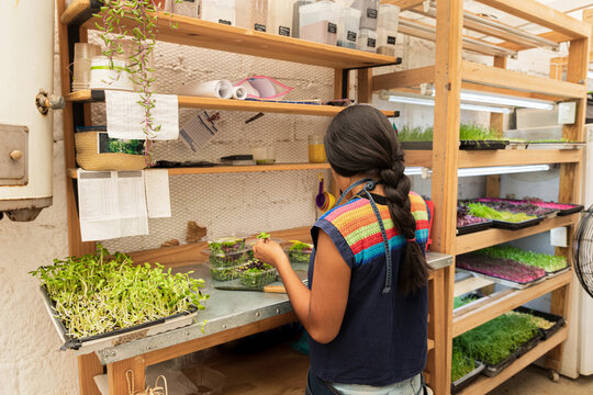 A woman with her back turned working with microgreen sprouts