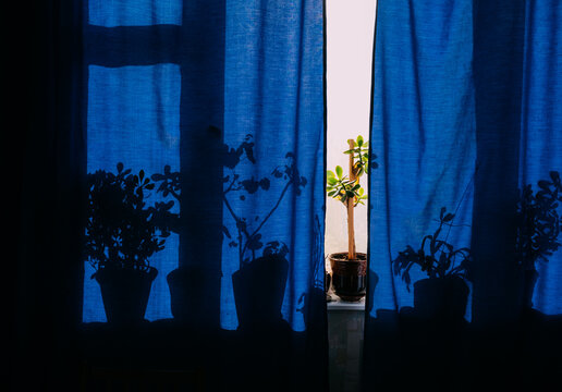 Indoor plants on the windowsill.