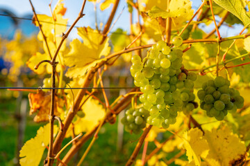 closeup of ripe white wine grape on the wine yard on sunny day. Sweet and tasty white grape bunch on the vine. Autumn warm colors, Grapes and vines of white wine in the sun