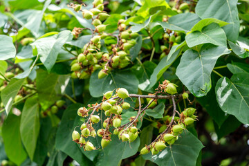 fruit of the foxglove or empress tree Paulownia tomentosa a deciduous fast growing tree native to China,  Huge leaves on tree branches on sunny summer day. Landscaped garden. Slovakia, Europe