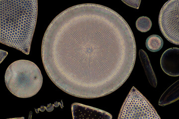 Diatomea
