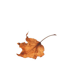 Nature utilizes fallen dead leaves as a backdrop in the park or for web design