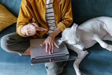 Loyal pet. Electronics. Entertainment. Computer. Comfortable settee