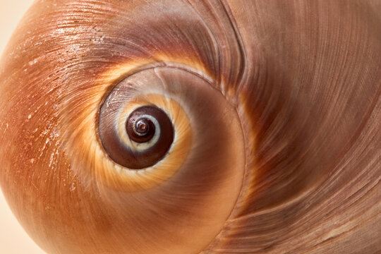 Beautiful spiral brown sea shell.