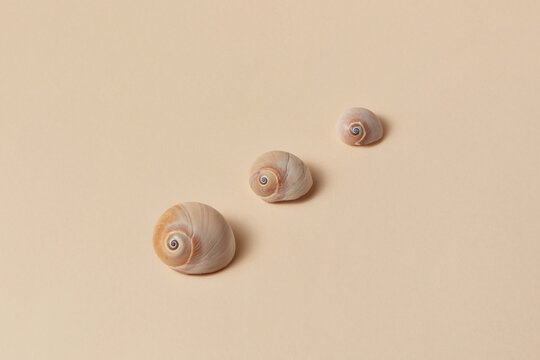 Three natural seashells in a row of different sizes.