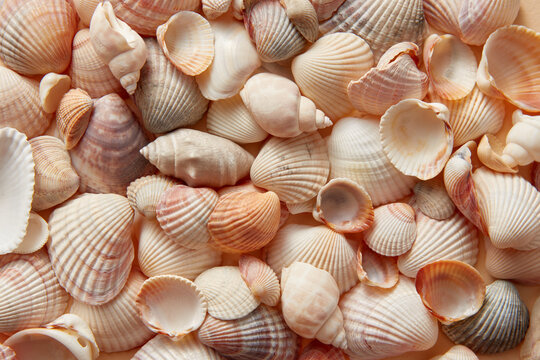 Beautiful marine shells pattern, horizontal image.