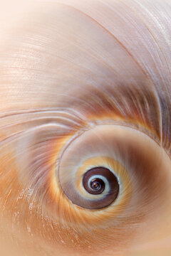 Trendy seashell swirl pattern, macro shot.