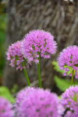 Allium flowers blooming in the garden