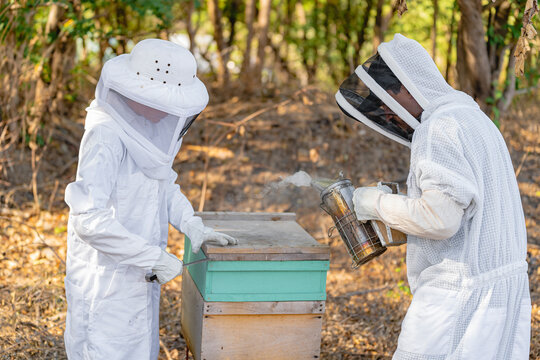Beekeepers checking bee hives. 