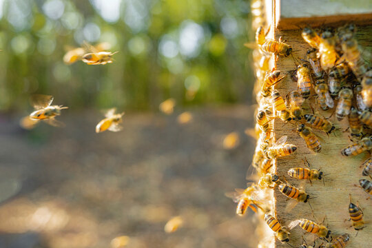 Bees in a hive.