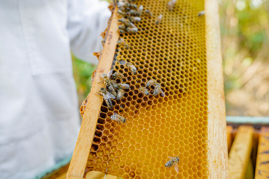 Bee hive. 