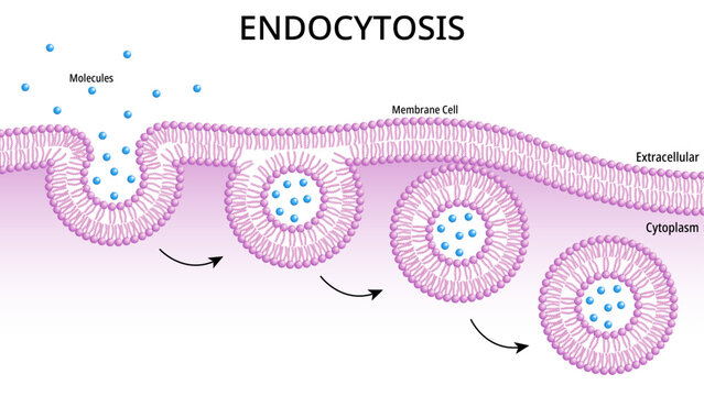 Endocytosis - Process Cells Absorb External Material Molecule by Engulfing it with the Cell Membrane - Medical Vector Illustration