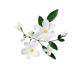 White Jasmin flower on dark transparent background with room for text Flat lay concept for advertising