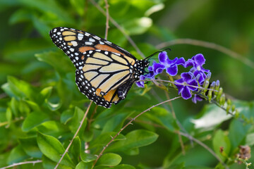 Pretty Monarch  Butterfly perched feeding on nectar of purple flowers