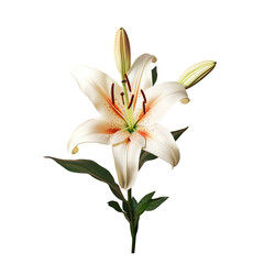 Gorgeous lily bloom against transparent background