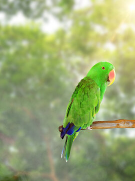 Beautiful green Electus parrot in nature forest